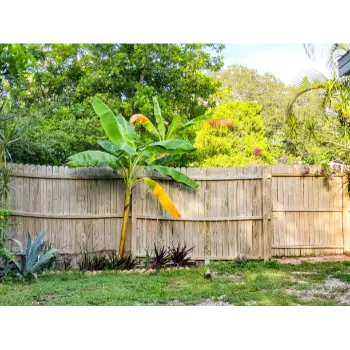 Natural Banana Plants 
